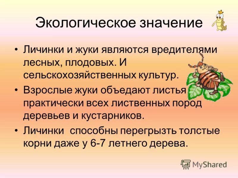 В чем заключается биологическое значение личиночной стадии. Жуки значение. личинка это что обозначает. биологическое значение личинок.