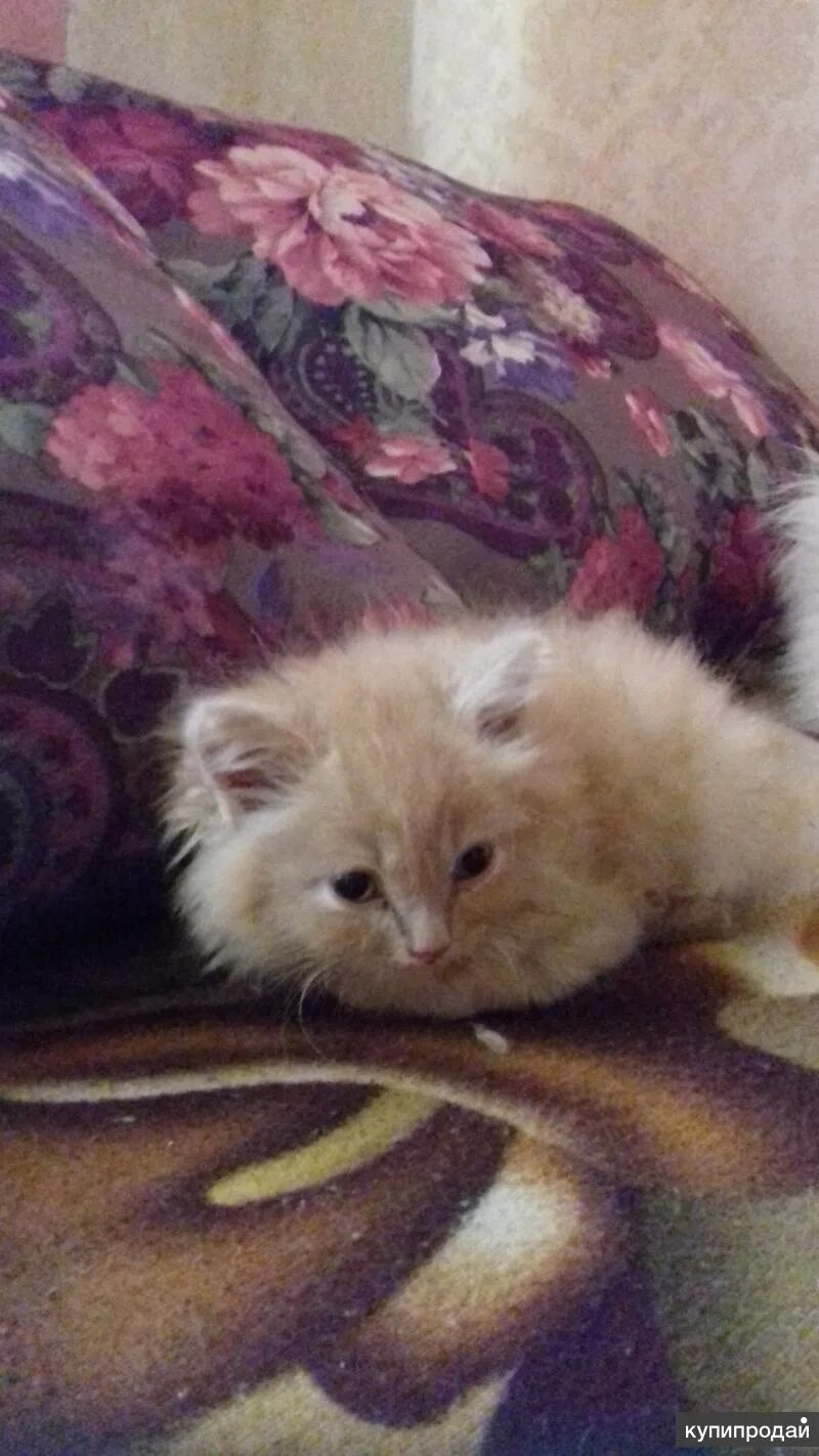Авито ногинск котята. Авито ногинск котята. Кошки даром ногинск электросталь. Пушистые котята метисы. Рыжая бусинка.