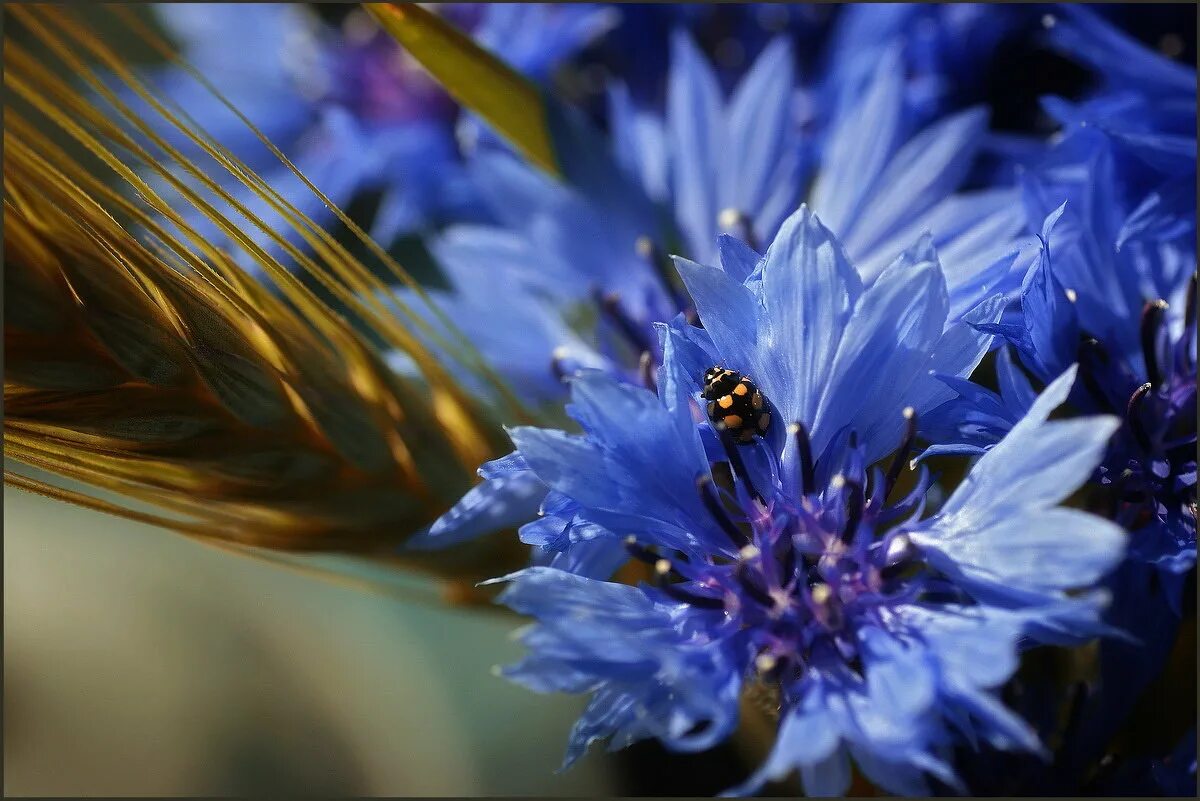 василек синий корнфловер. василек синий корнфловер. василек метельчатый. 6. василек полевой centaurea cyanus.