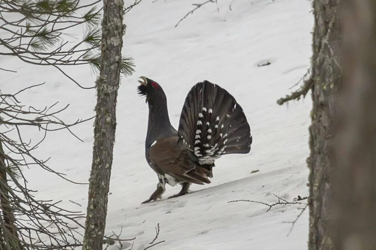 Обыкновенный глухарь. Баргузинский заповедник глухарь. Глухарь птица самка. Глухарь (tetrao urogallus). Глухарь (tetrao urogallus).
