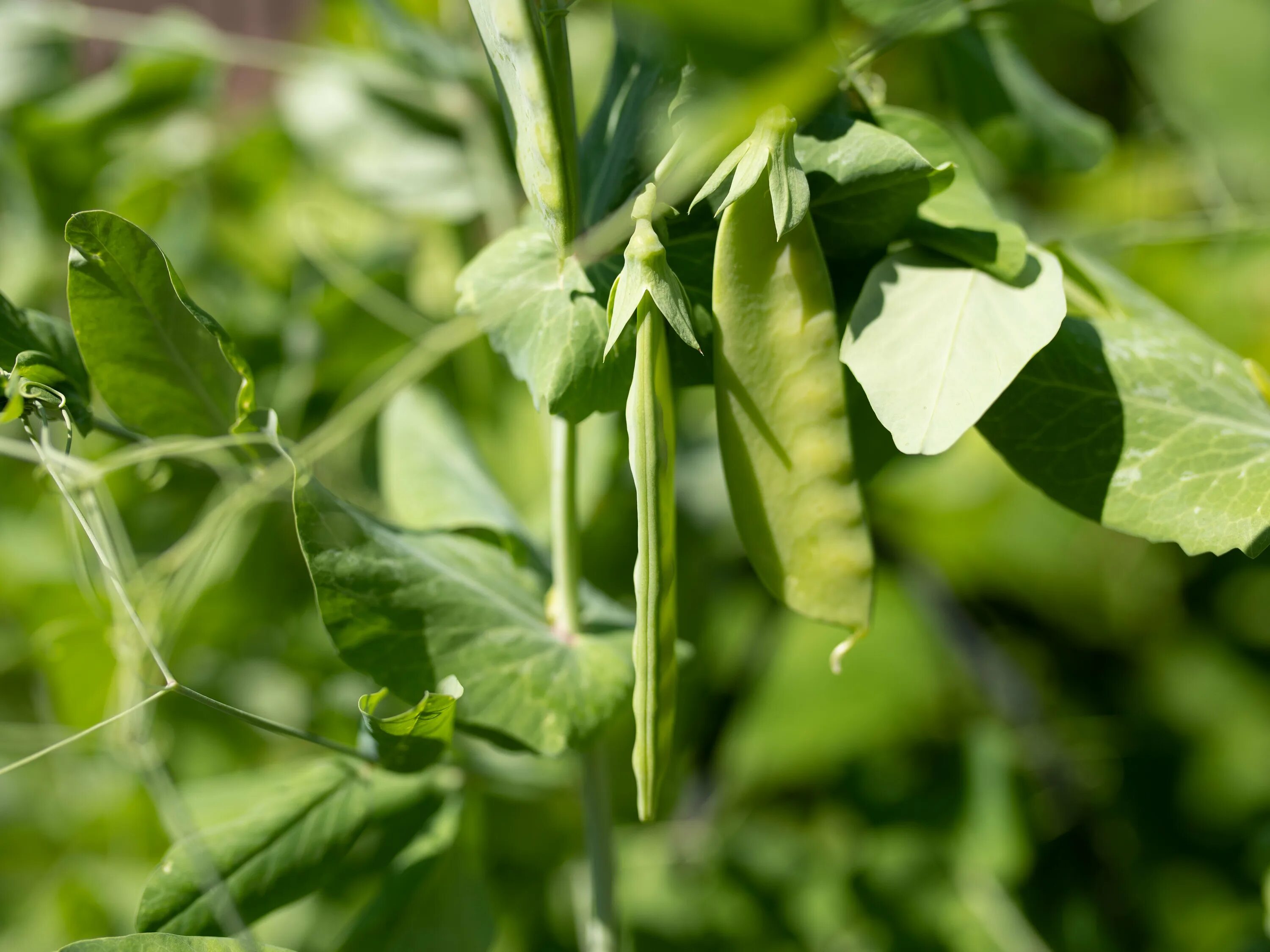 Горох Болдор. Pisum sativum плод. Садовый горох Pisum sativum. Горох Дезире. Выращивание гороха семена