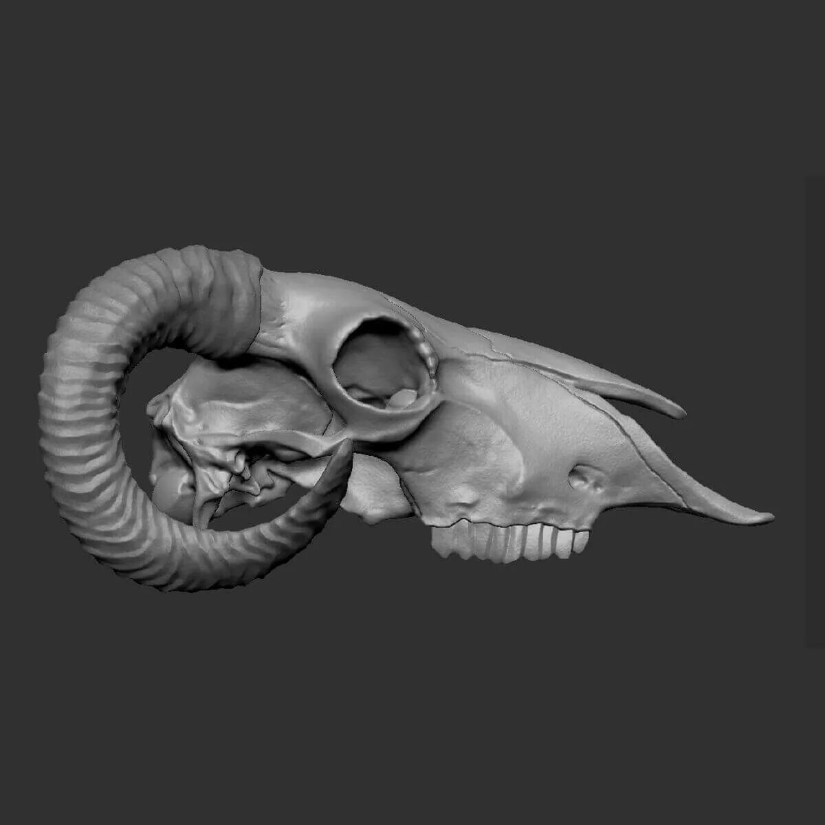 Зд модель череп лошади. 3d модель черепа вороны. Тату щука эскиз. Череп змеи. Строение черепа костистой рыбы.