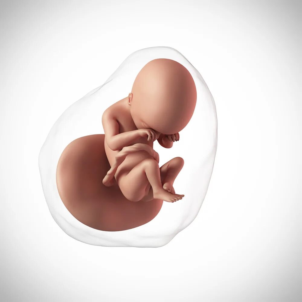 19 недель назад. Эмбрион человека 19 недель. Плод на 19 неделе беременности.
