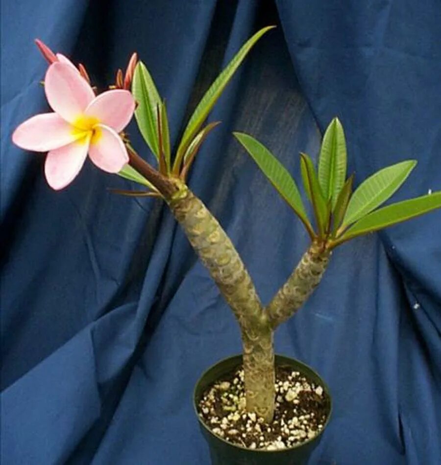 Heirloom 5 Seeds Plumeria alba Yellow White Flower Frangipani ... Plumeria flowe