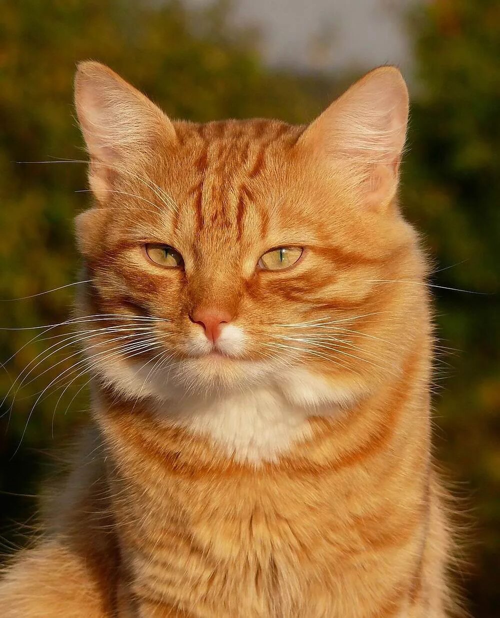 рыжики грибы. рыжик сосновый/боровой (lactarius deliciosus);. гриб рыжик сосновый. скачай рыжика. цейлонская кошка рыжая.