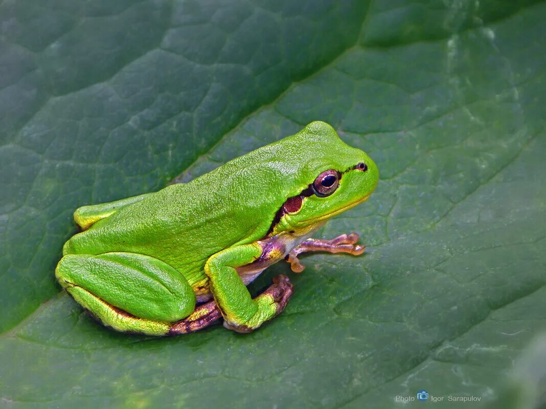 где обитают зеленые. австралийская голубая квакша. змея мамба черная и зеленая. виноградная змея (длиннорылая плетевидка). обыкновенная квакша hyla arborea.