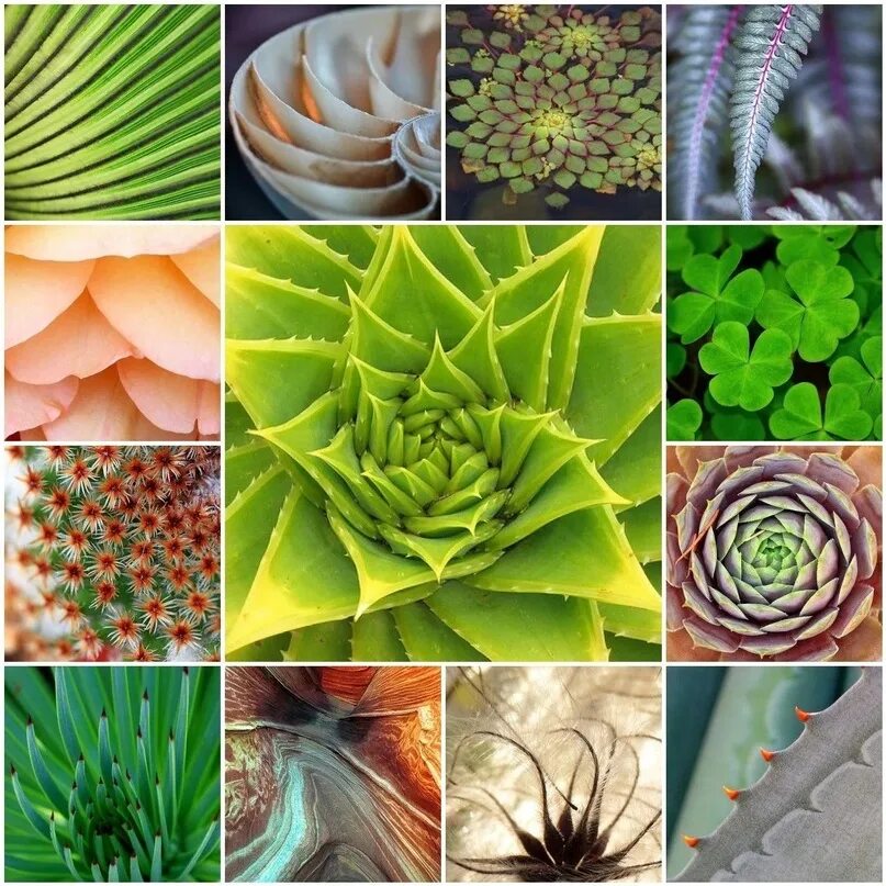 Растение коллаж. Комнатные растения коллаж. паттерны в природе. паттерн природа. patterns in nature.