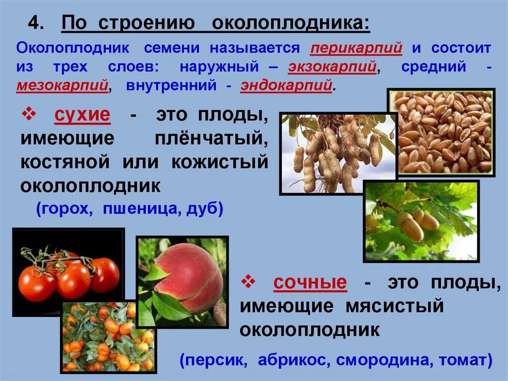 Наличие околоплодника. Строение околоплодника. Слои околоплодника. Строение плода околоплодник. Строение плода эндокарпий.