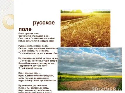 Поле пшеницы стих