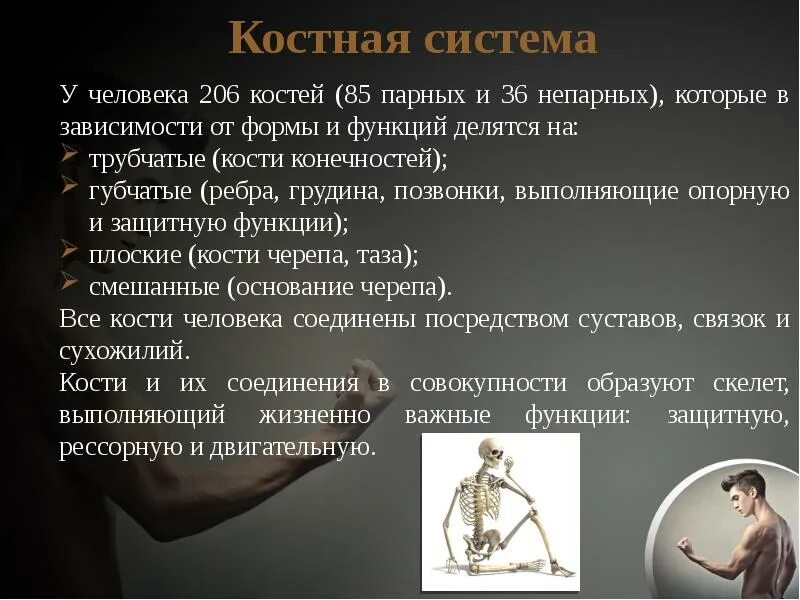 Костная система выполняет в организме функцию. У человека 206 костей. Кости человека в зависимости от формы и функции делятся на. Морфологические функции организма. Тип людей у которых 206 костей.