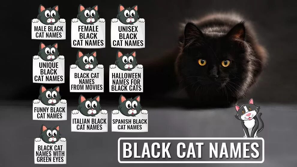 Имя для черно белого кота. Кличча длячерного кота. Кличка для черного кота. Имена для черных котов. Имя для кошки мальчика черного.