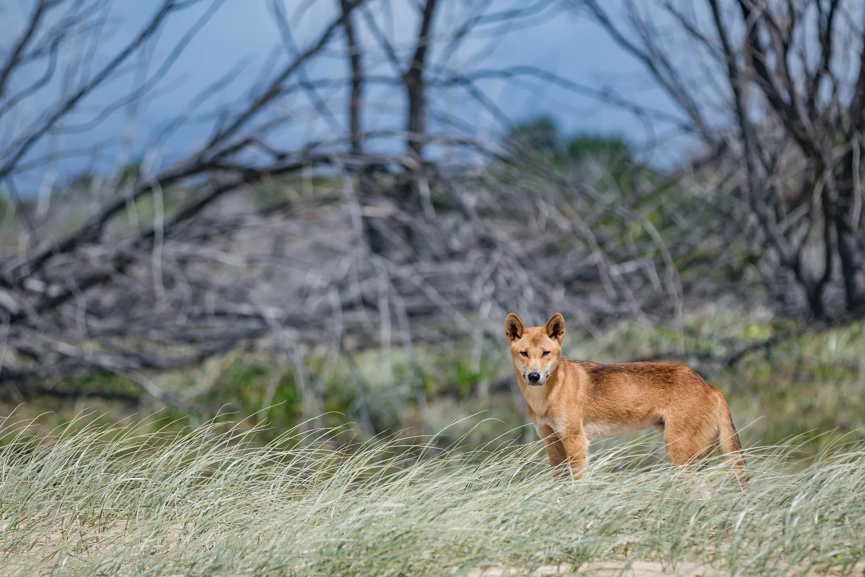 Где живет дикая собака. Австралийская собака Динго. Динго в Австралии. Дикая собака Динго в Австралии. Собака Динго Донго.