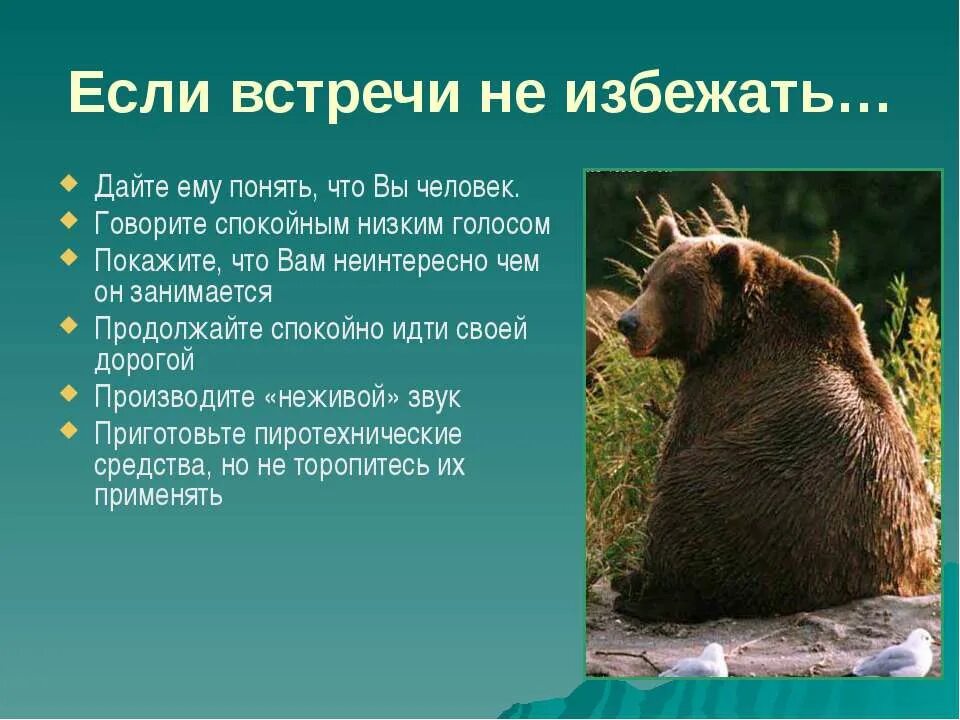 меры безопасности при встрече с медведем. опасность при встрече с медведем. памятка человек медведь. поведение при встрече с медведем. поведение медведя.