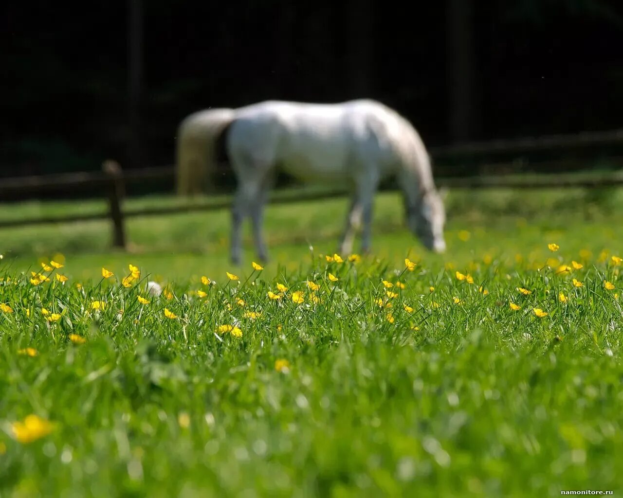 Grass animals. Лошадь на траве. Белая лошадь на траве. Белая лошадь пасется. Конь ест траву на лугу.