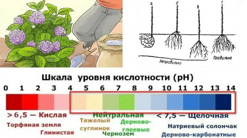 PH почвы для метельчатой гортензии. Схема посадки гортензии крупнолистной. Грунт для гортензий кислотность. Кислотность почвы для гортензии метельчатой. Посадки кислотность