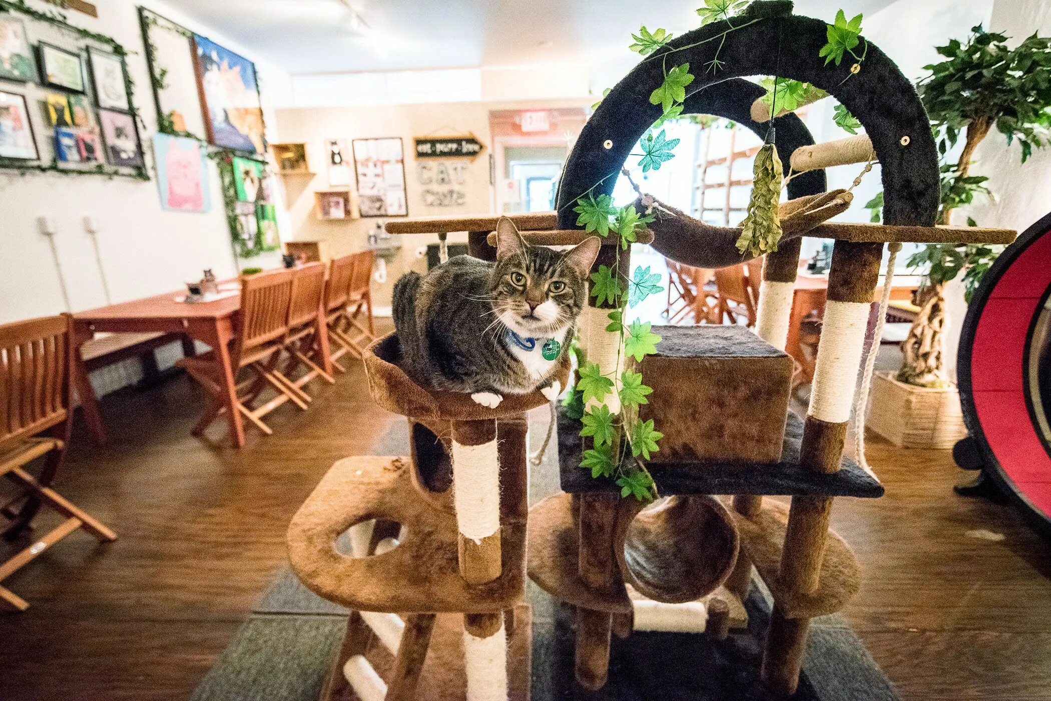 Кафе с животными в питере. Кошачье кафе - &quot;cat cafe&quot; в японии. кошачьи кафе в японии. котокафе мурашка сокольники. ресторан с котами в москве.