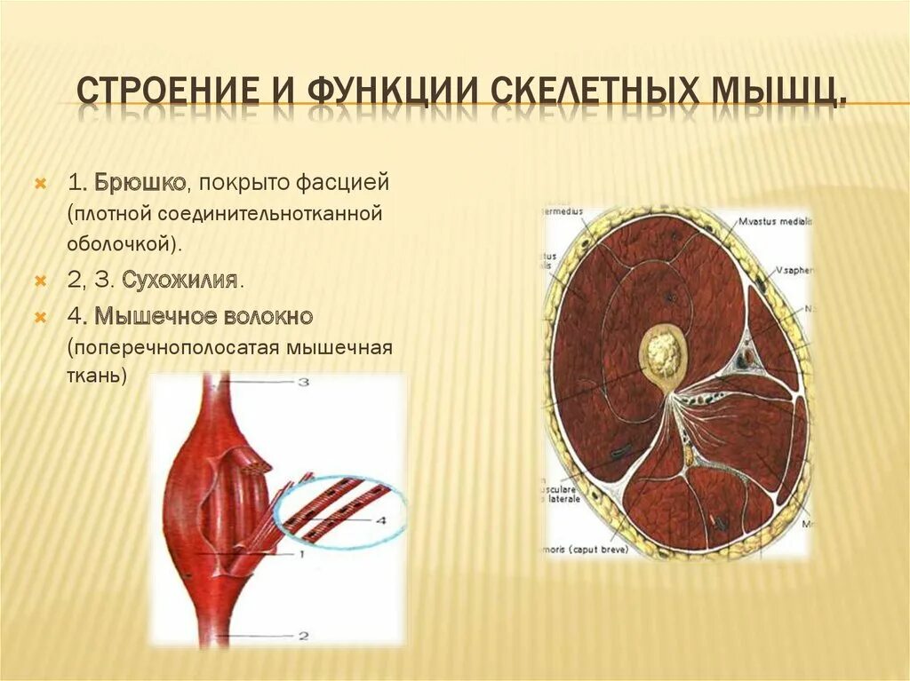 Строение мышцы. Функции скелетных мышц. Скелетные мышцы их строение. Скелетная мускулатура строение и функции. Структура и функция мышц