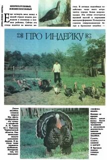 Чем отличается индейка