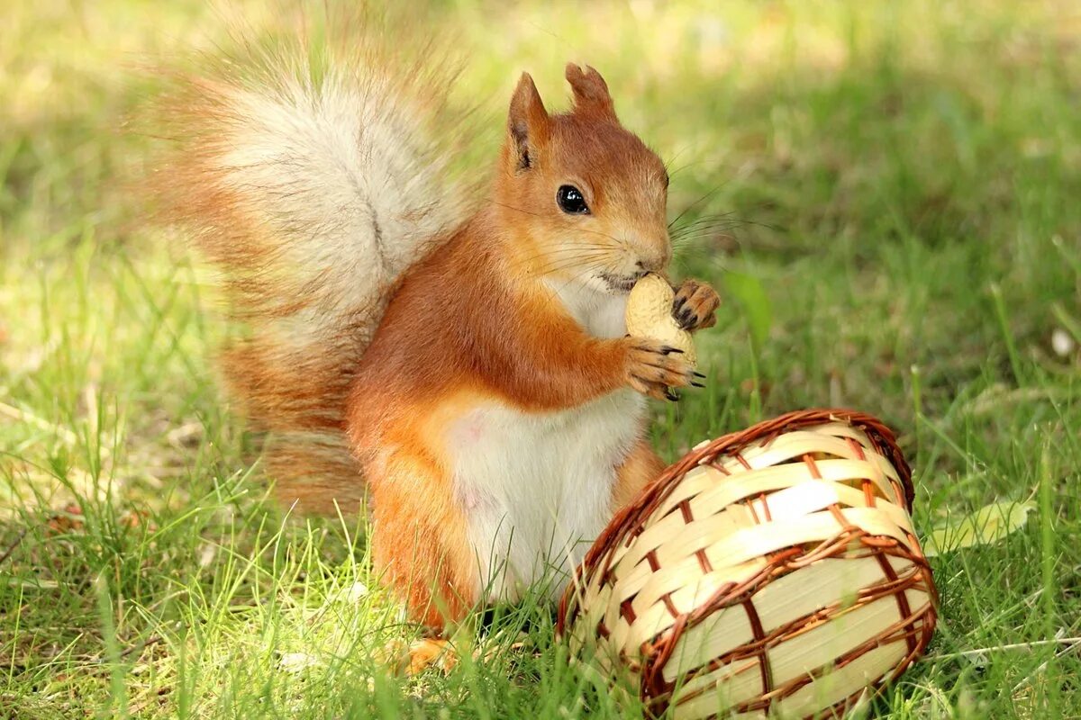 собран белочка 2