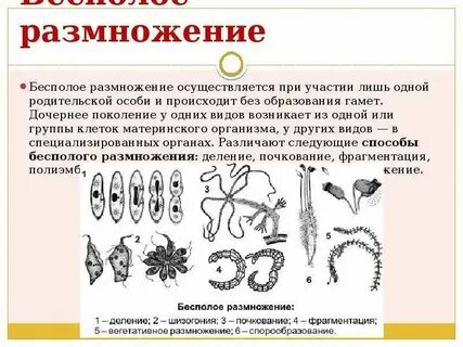 Размножение какая ткань