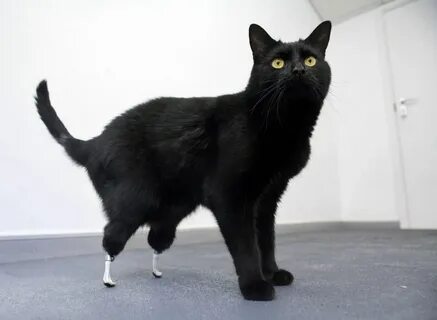 Leg cat