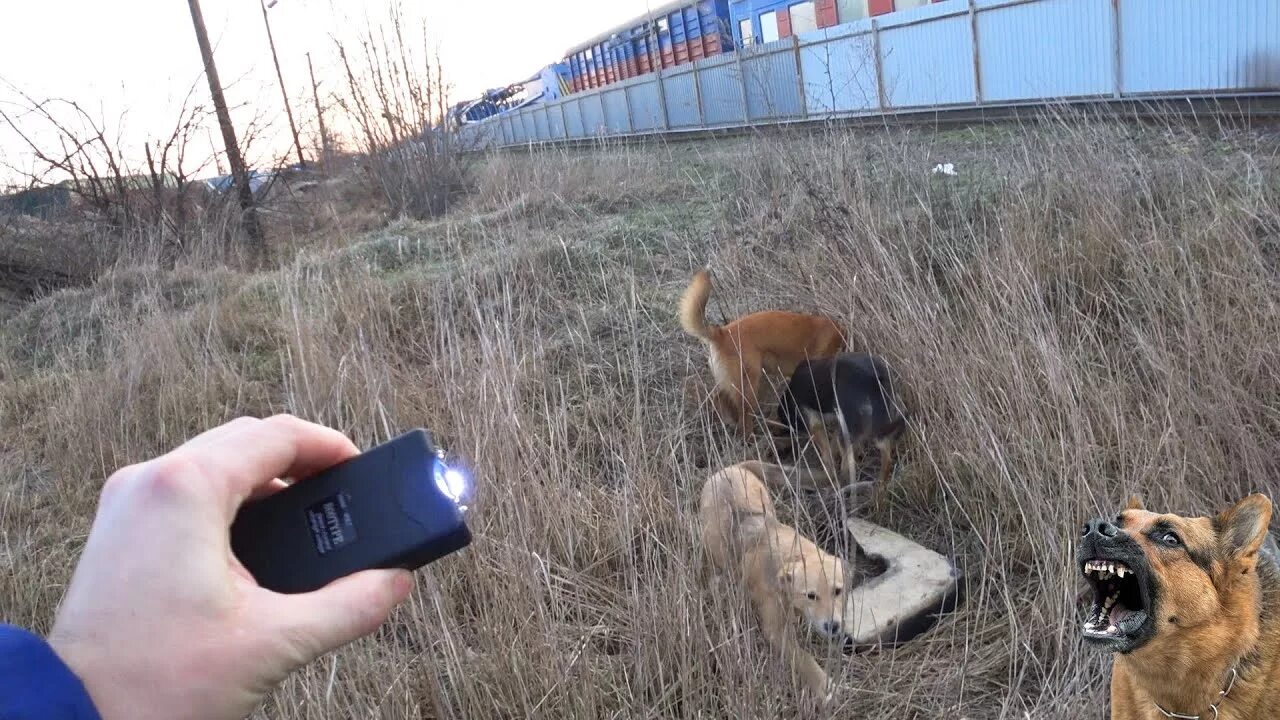 Электрошокер для животных. Электрошокер для собак.