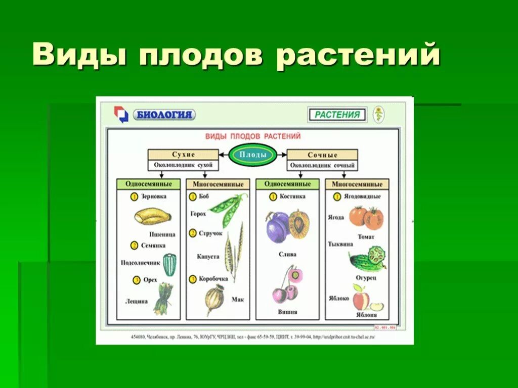 Типы плодов у цветковых растений. Типы плодов растений таблица. Классификация плодов покрытосеменных. Тип плода у цветковых. Биологии 5 класс какие темы