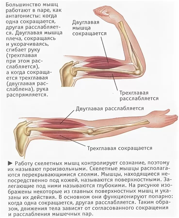 Рука не работает причины