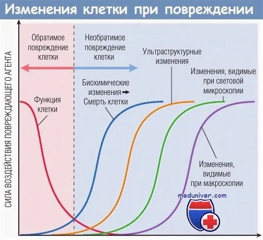 Изменения в клетках при повреждениях. Обратимые и необратимые изменения клеток. Ультраструктурные изменения при повреждении клеток. Необратимые изменения клетки