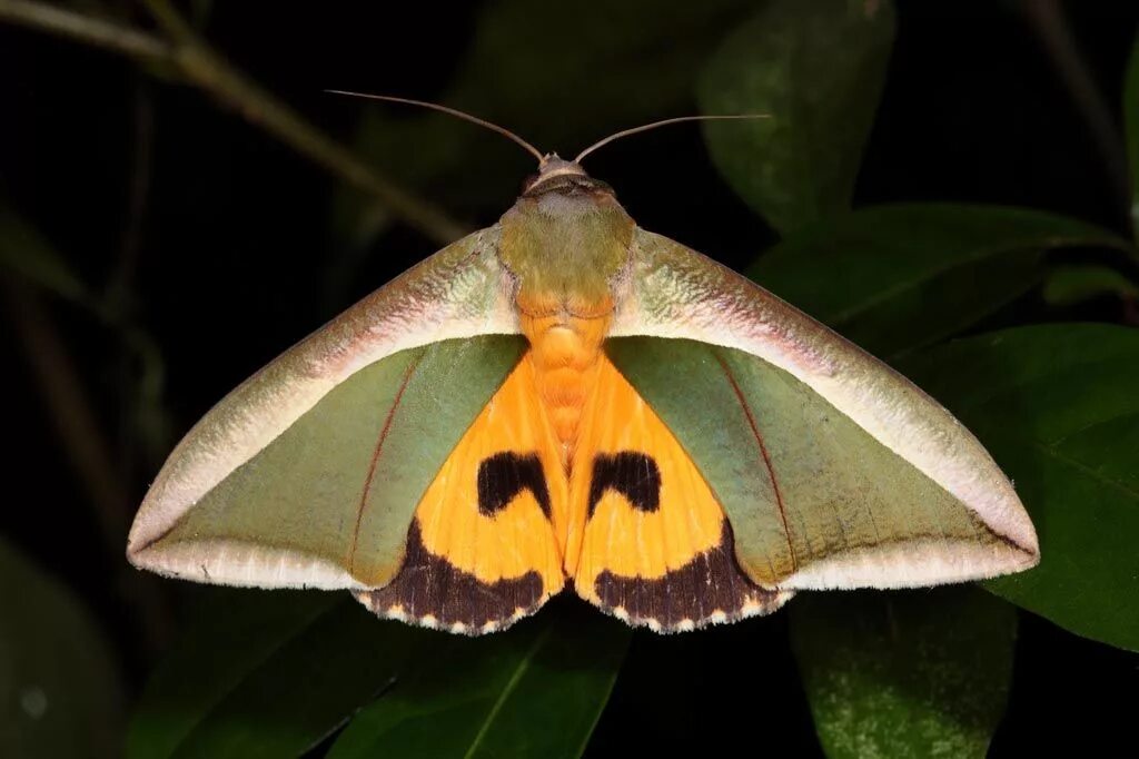 Eudocima Salaminia. Тейнопальпус Императорский бабочка. Мотылёк Sosxetra grata.. Совка Eudocima Salaminia. Мотылки