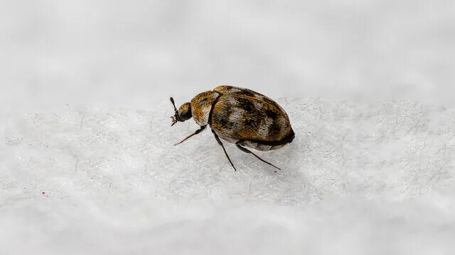 Varied Carpet Beetle - Anthrenus verbasci DMax 2010-03-21-. Paul Furman Flickr