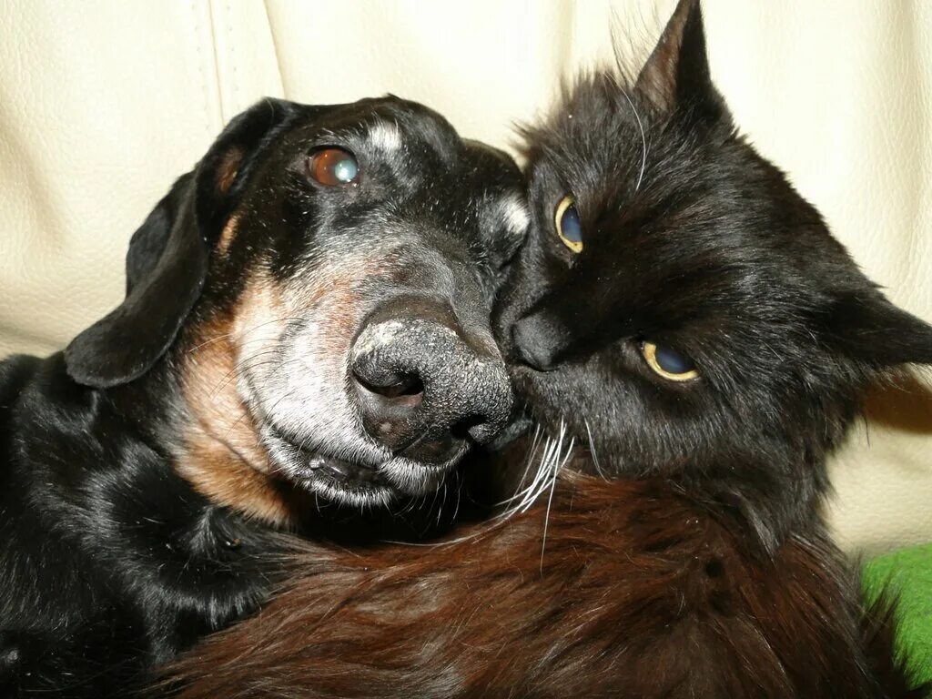 Кот и кошка и собака. Кошки и собаки. кот и собака друзья. дружба кота и собаки. собака с кошкой дружат.