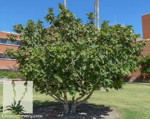 fig tree