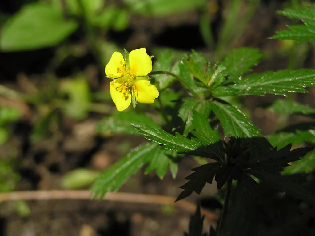 фото травы лапчатка. лапчатка травяная. лапчатка гусиная лапка. лапчатка гусиная (potentilla anserina). лапчатка гусиная стебель.