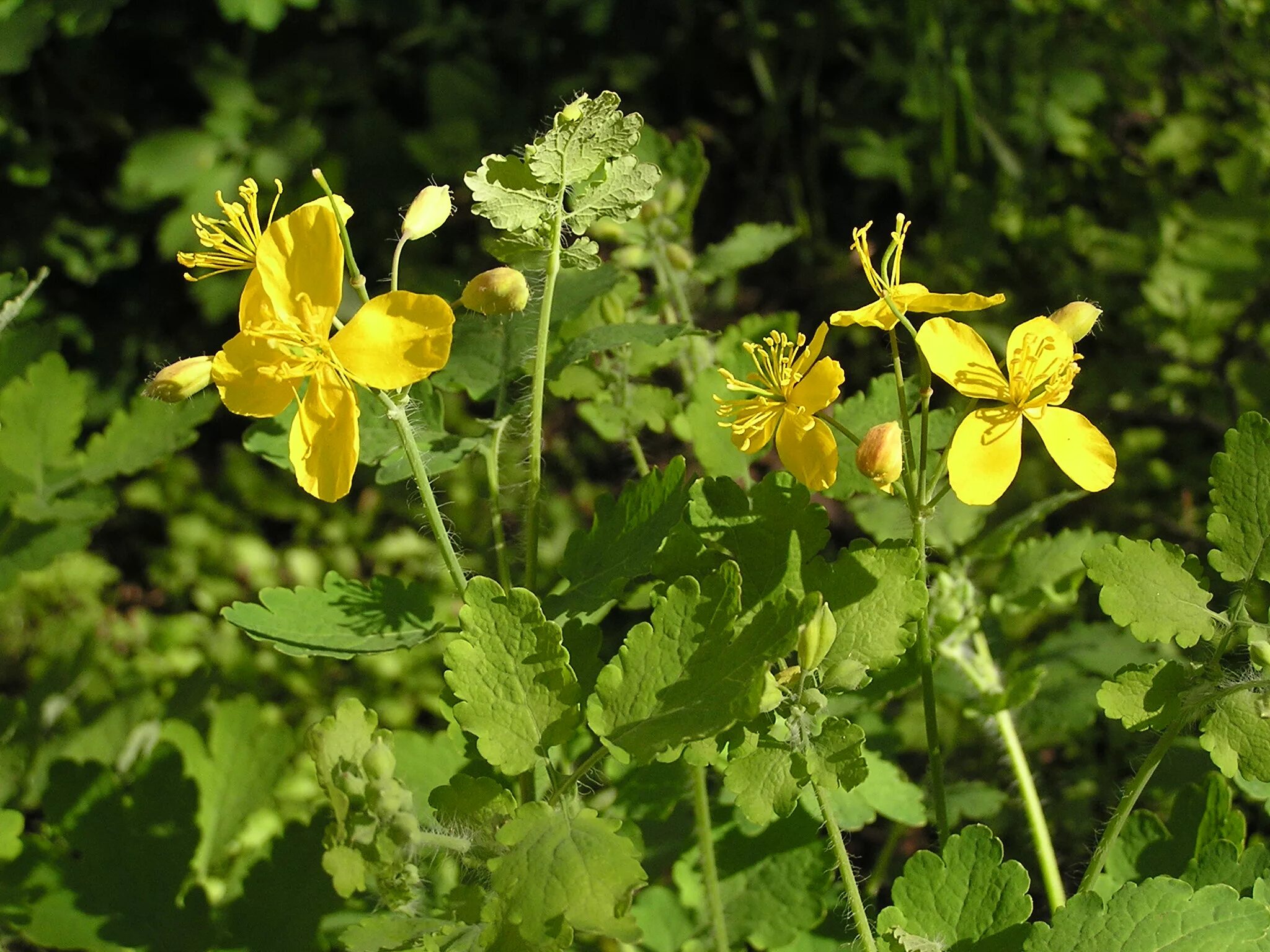 Чистотел большой Chelidonium majus. Chelidonium. Хелидониум (чистотел).. Чистотел Луговой. Ласточкина трава чистотел.