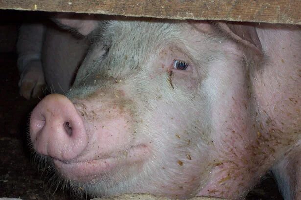 Как выглядят глаза свиней File:2pigs (cropped2).jpg Wikipedia