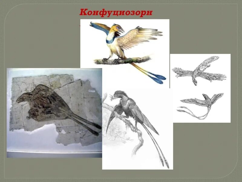 Предки птиц. Древние птицы происхождение. Происхождение птиц птицы. Виды древних птиц.