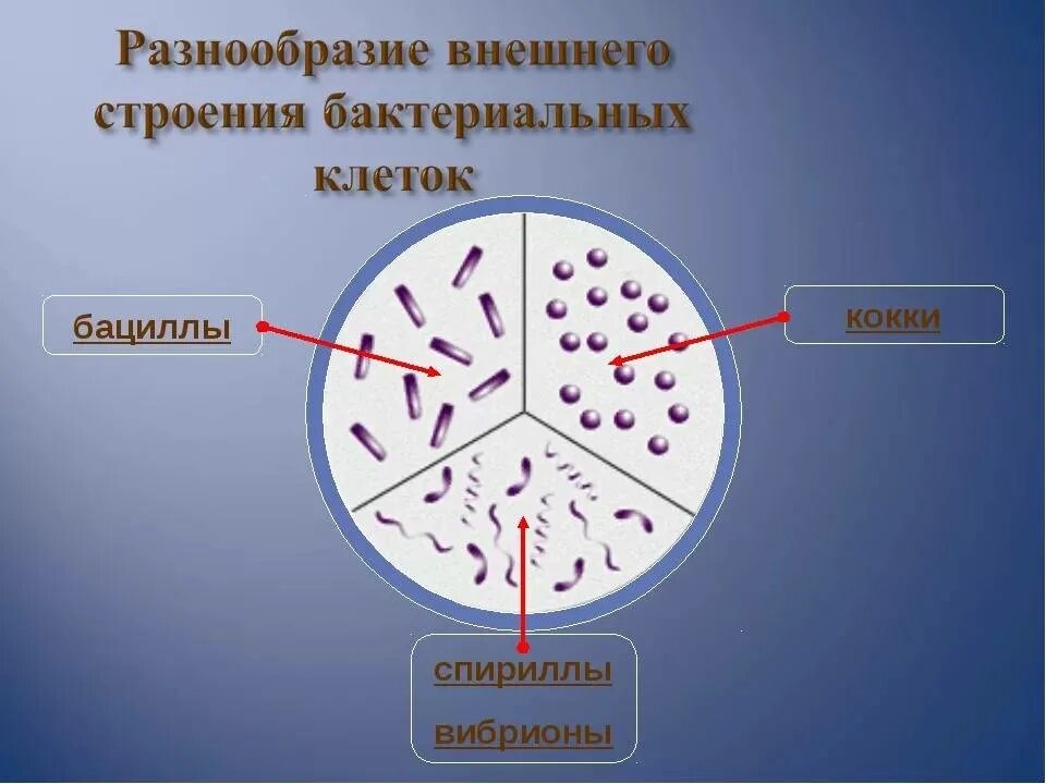 Микроорганизмы их строение и значение для человека. Строение, разнообразие бактерий. разнообразие внешнего строения бактериальных клеток. строение и формы бактерий. разнообразие клеток бактерии строение.