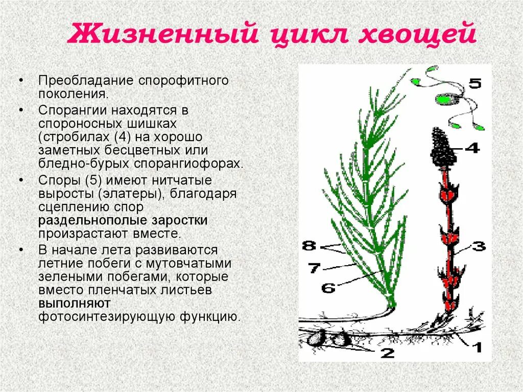 Хвощ относится к высшим растениям. Жизненный цикл хвощевидных схема. Размножение хвощей. Жизненный цикл хвоща схема. Представители хвощевидных растений.