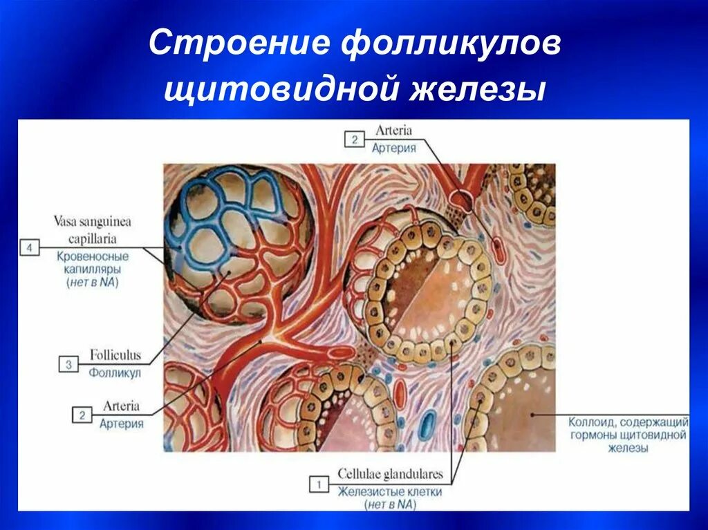 Фолликул щитовидной железы что это. Строение фолликула щитовидной железы. Фолликулы в щитовидной железе. Структурные элементы фолликула щитовидной железы. Парафолликулярные клетки щитовидной железы.