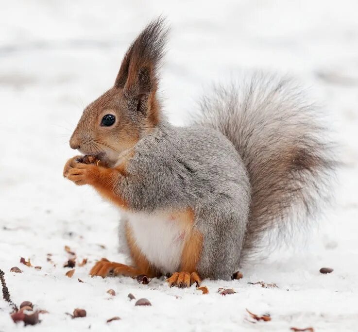 Белка зимой и летом. Заяц и белка зимой и летом. Белка и заяц. Весенняя белка. Заяц и белка зимой и летом.