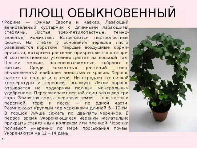 Плющ хедера стрижка. Циссус мужегон. Восковой плющ родина. Хедера микс цветок. Вьюнок плющ комнатный.