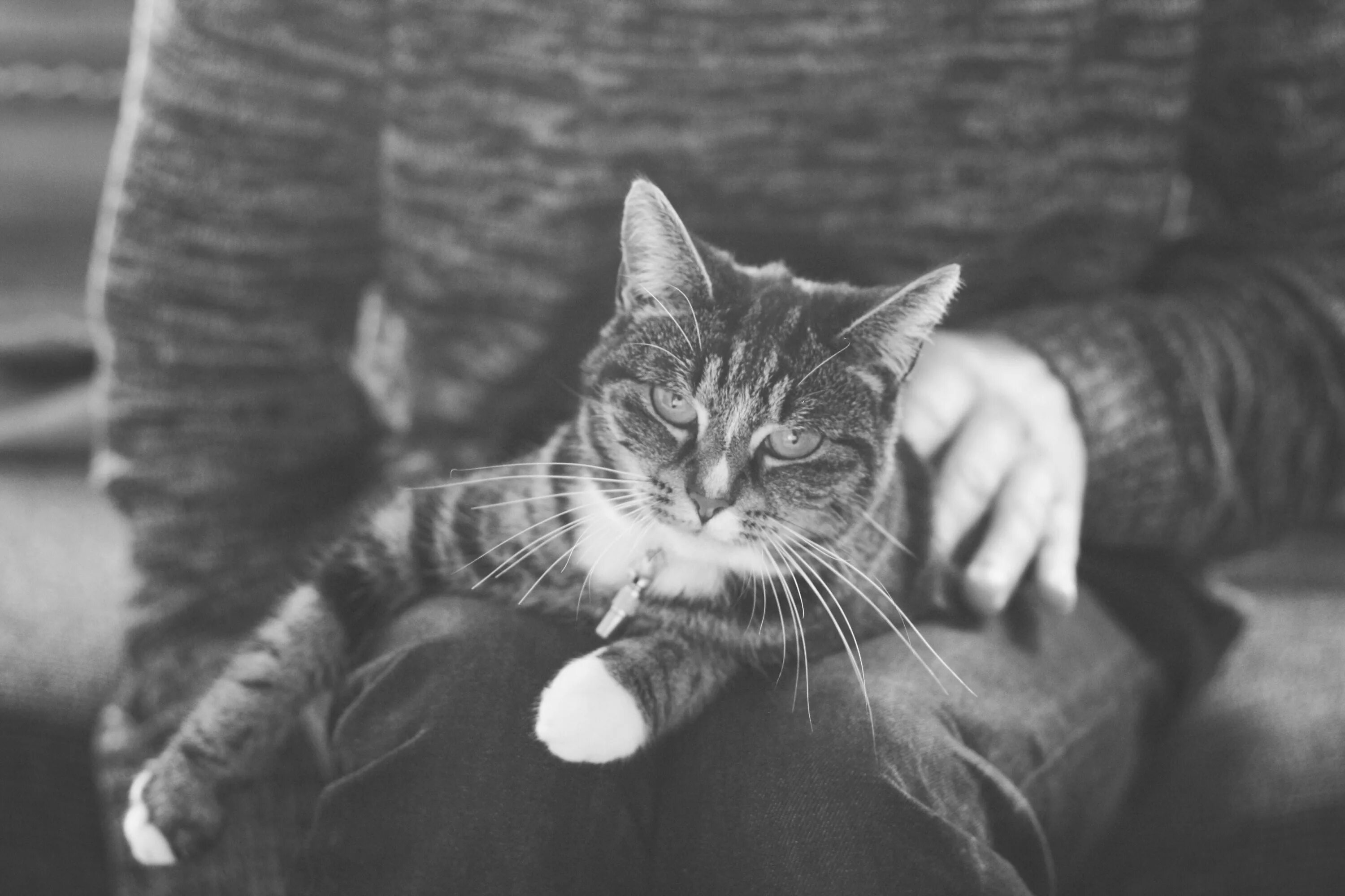 Грустная девушка с котом. Спящий кот на руках. Кот на коленях. Забравшаяся кошка ко мне на колени. Кот лежит на коленях.