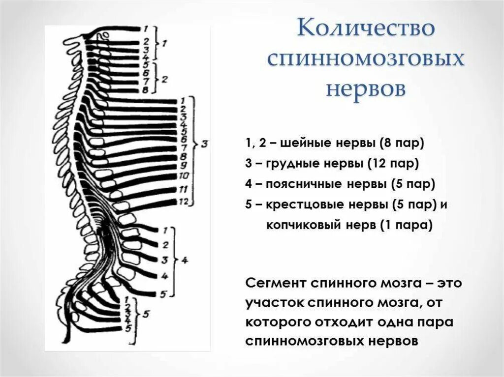 Сплетения спинномозговых нервов схема. Общее строение спинномозговых нервов анатомия. 31 Пара спинномозговых нервов функции. 31 Пара передних Корешков спинномозговых нервов. Сколько пар спинномозговых нервов отходит от спинного