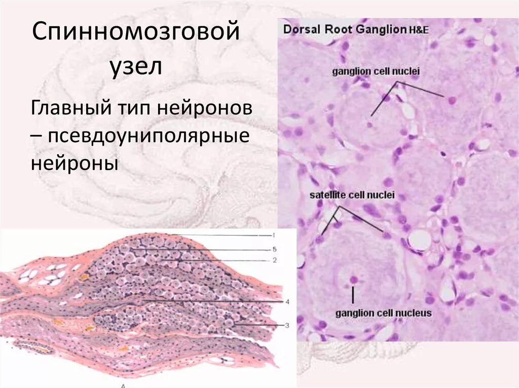 Спинномозговой ганглий гистология. Спинальный ганглий гистология препарат. Спинномозговой ганглий гистология препарат. Строение ганглия гистология.