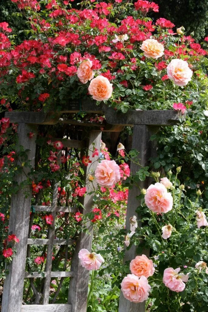 Blaze Rose Beautiful gardens landscape, Dream garden backyards, Roses garden car