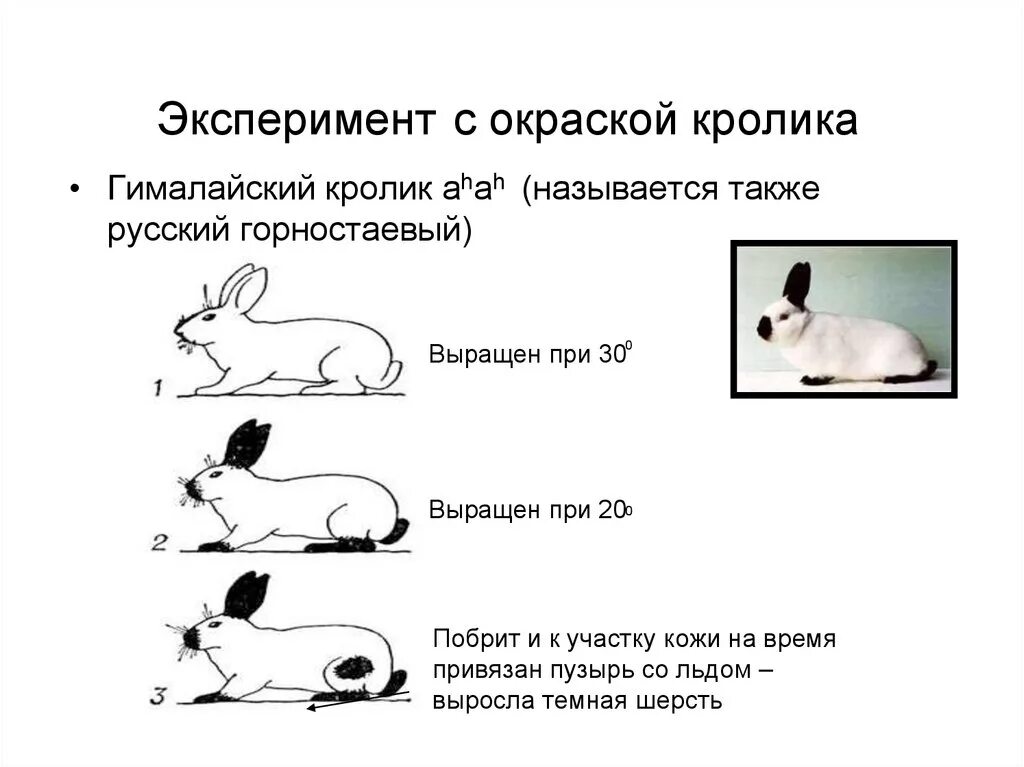 Эксперимент с Гималайским кроликом. Опыт с Горностаевым кроликом. Генетика кроликов. Окраска гималайских кроликов эксперимент.