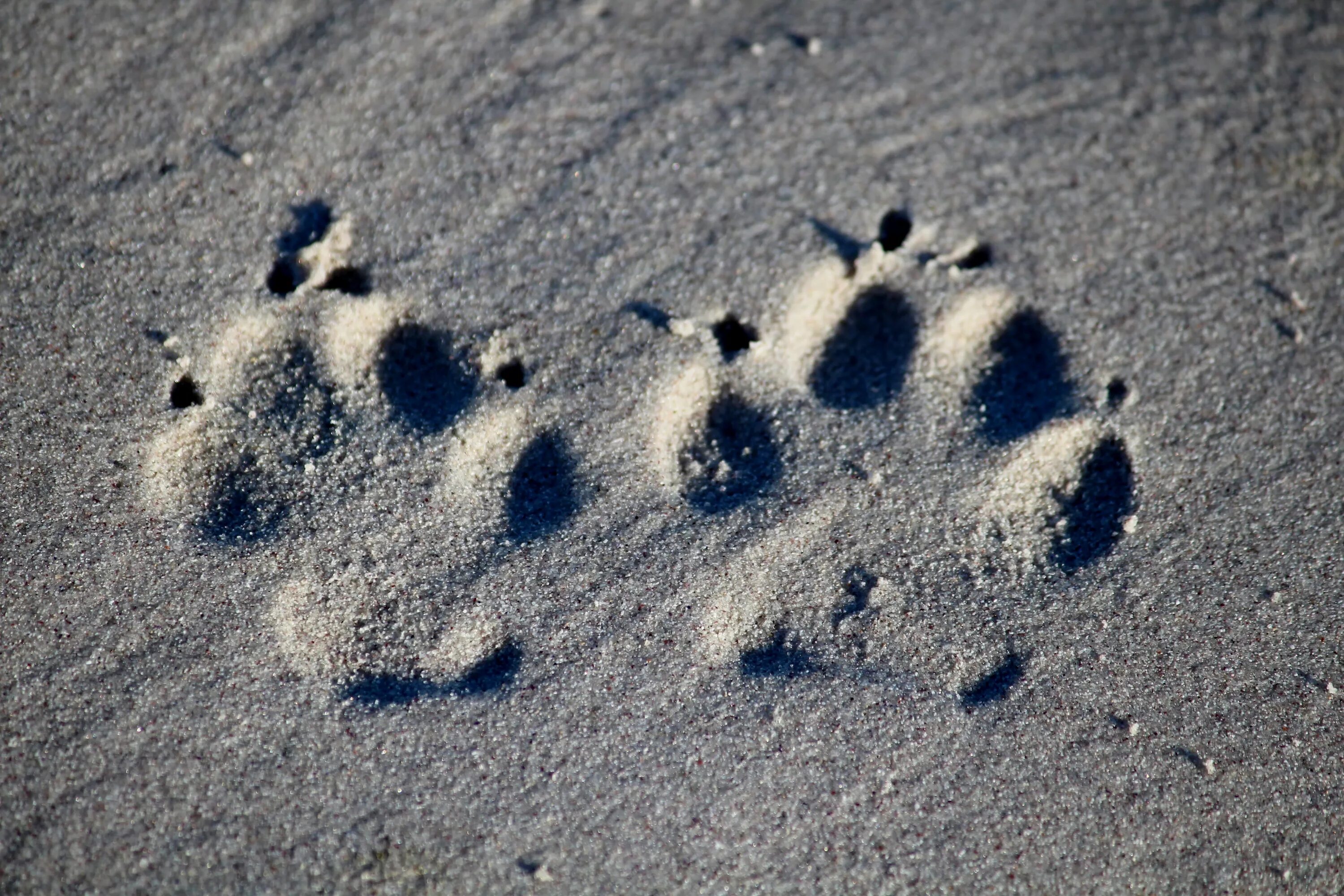 Следы животных трасология. Следы лисы на песке. След фото. След волка. След недели будет