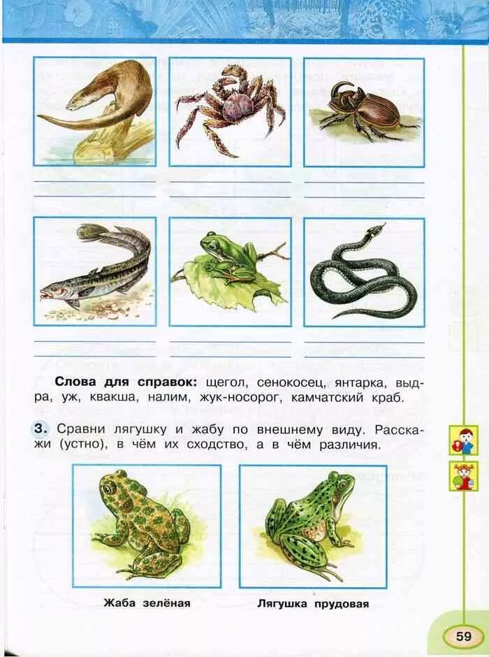 Тест разнообразие животных 3 класс плешаков. Гдз окружающий 3 класс рабочая тетрадь Плешаков. Плешаков окружающий мир рабочая тетрадь 3 класс 1 часть страничка 59. Окружающий мир рабочая тетрадь 3 класс 1 часть Плешаков Новицкая стр 59. Окружающий мир 3 класс рабочая тетрадь 1 часть Плешаков Новицкая.