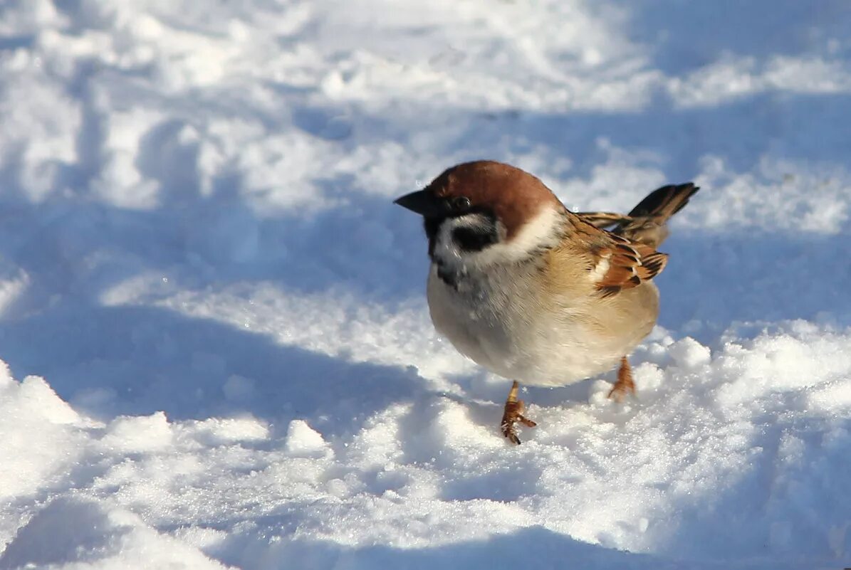 воробушки зимой. воробей зимой. воробей на ветке зимой. зимние птицы воробей. воробушки зимой.